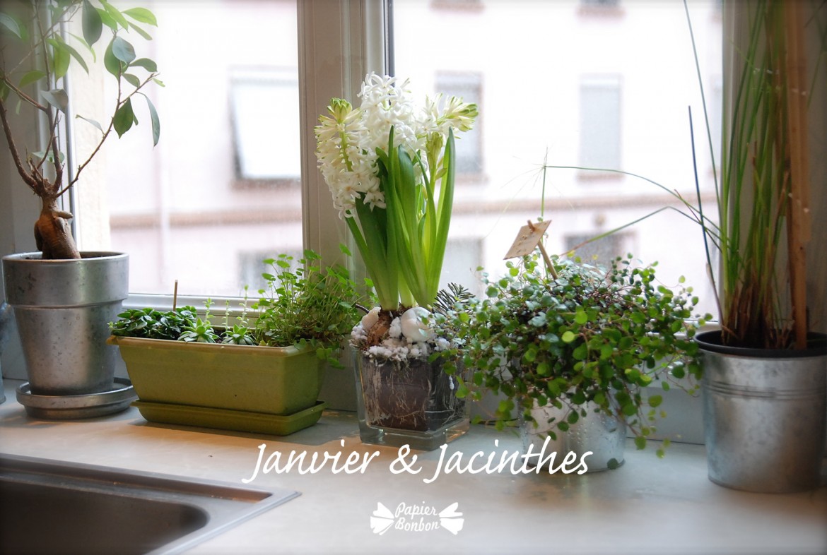 Printable & Fond d'écran Calendrier Jacinthes pour Janvier 2015