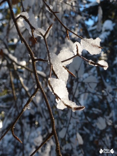 Villars de Lans Février 2015 - branches