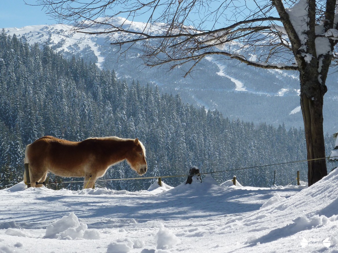 Villars de Lans Février 2015 - poney