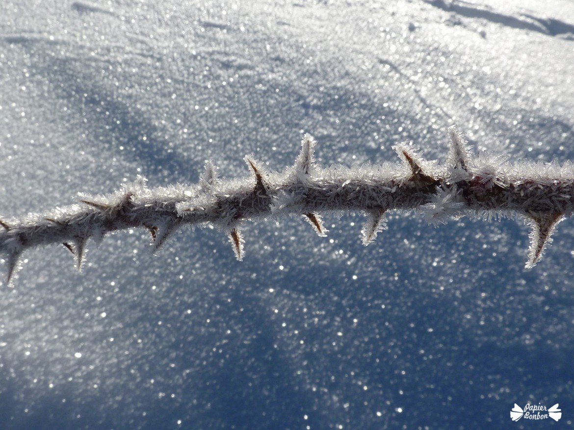 Villars de Lans Février 2015 - ronce givrée
