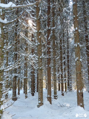 Villars de Lans Février 2015 - sous-bois