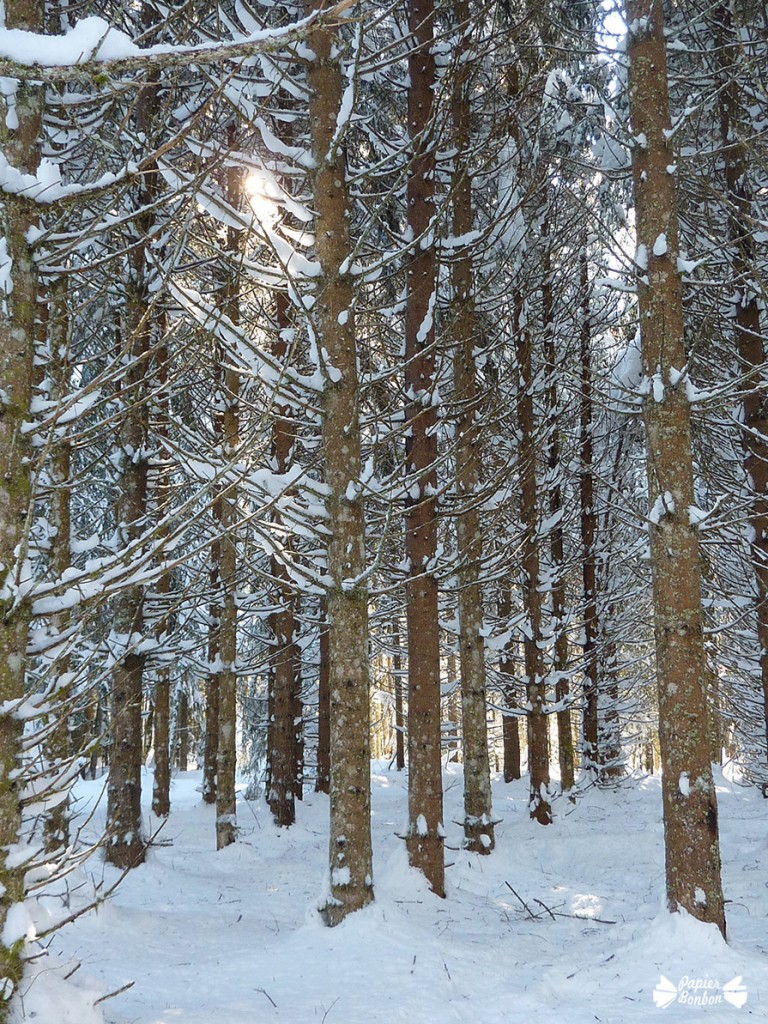 Villars de lans February forest