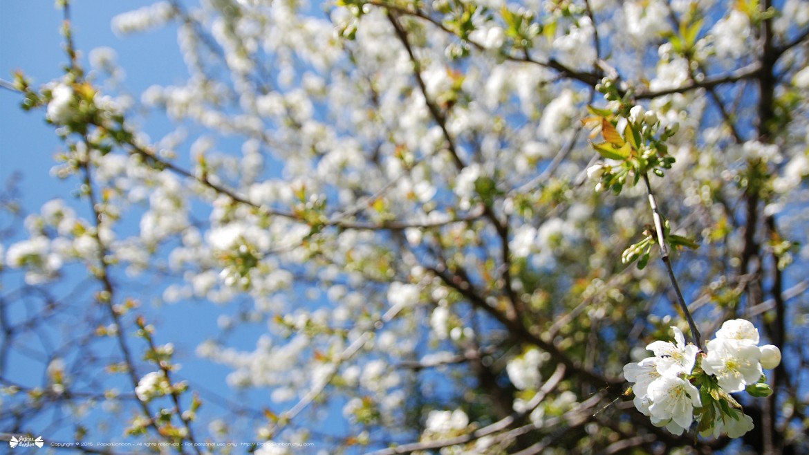 Springtime desktop wallpapers 16:9 Printemps
