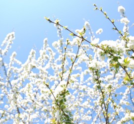 Fond d'écran ordinateur 4:3 Printemps