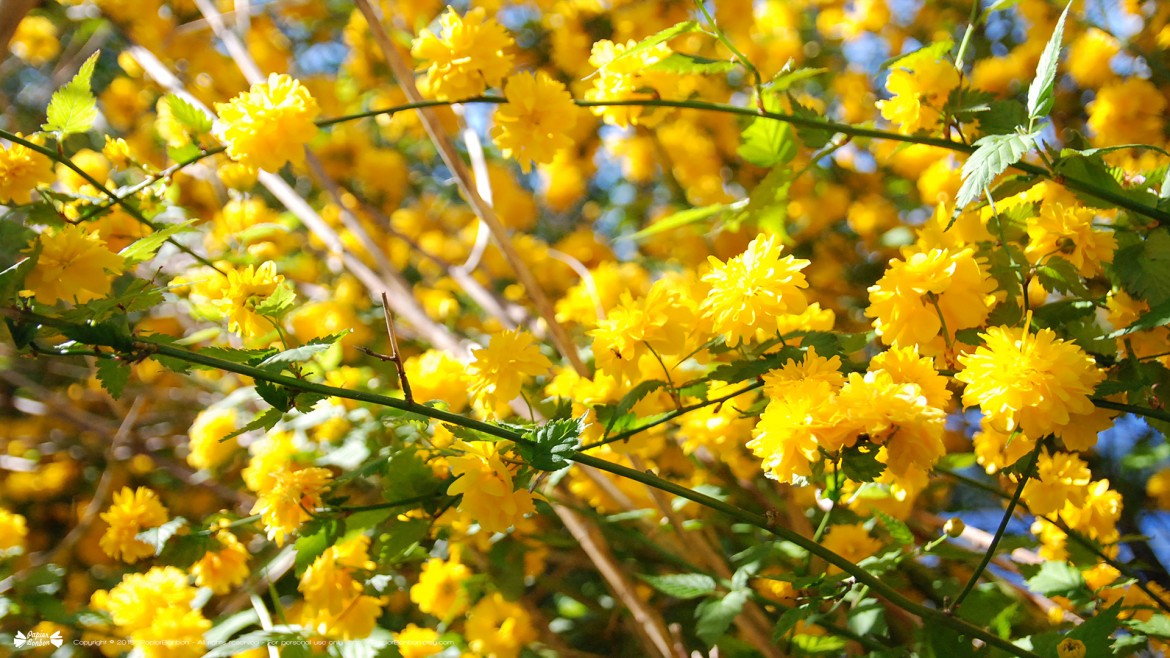 Springtime desktop wallpapers 16:9 Printemps