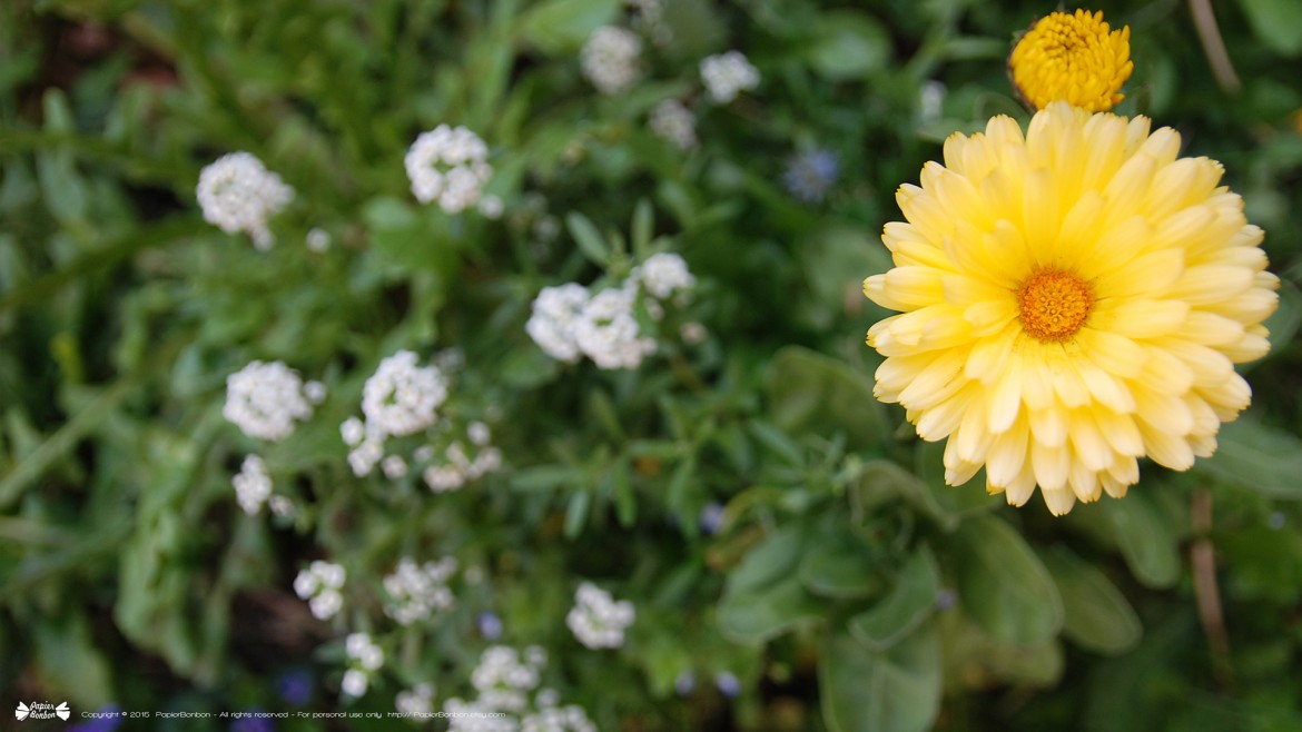 Springtime desktop wallpapers 16:9 Printemps
