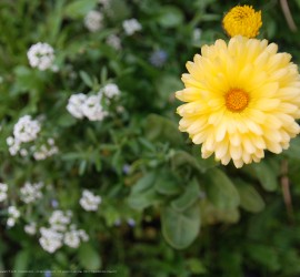 Springtime desktop wallpapers Ipad retina