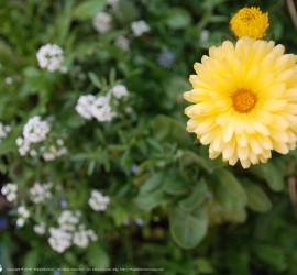 Springtime desktop wallpapers 4:3 Printemps