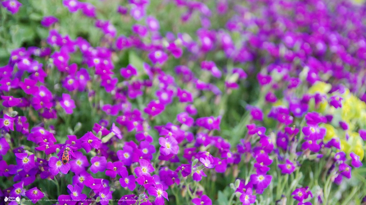 Springtime desktop wallpapers 16:9 Printemps