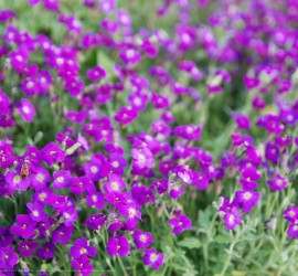 Springtime desktop wallpapers Ipad retina