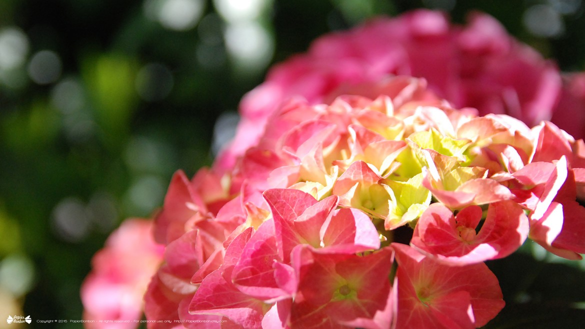 Springtime desktop wallpapers 16:9 Printemps