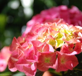 Springtime desktop wallpapers Ipad retina