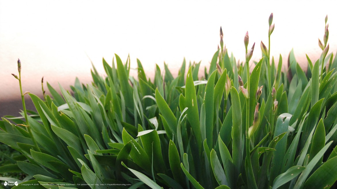 Springtime desktop wallpapers 16:9 Printemps