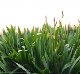 Springtime desktop wallpapers Ipad retina
