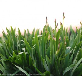 Springtime desktop wallpapers 4:3 Printemps