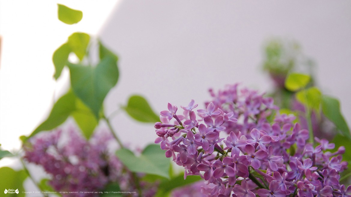 Springtime desktop wallpapers 16:9 Printemps