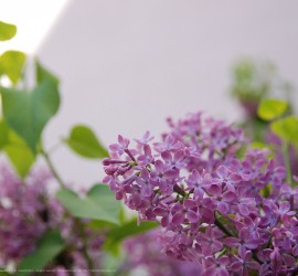 Springtime desktop wallpapers Ipad retina