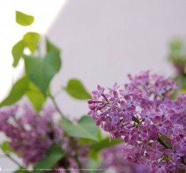 Springtime desktop wallpapers 4:3 Printemps