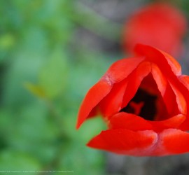 Springtime desktop wallpapers Ipad retina