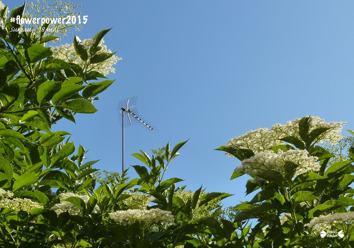Flowerpower2015 Printable de fleur de sureau : 18 mai