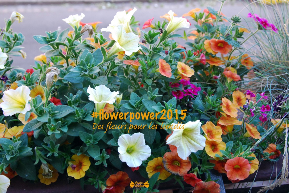 Photos & Printable de fleur : petunia