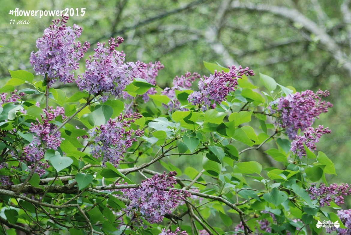 Flowerpower2015 Printable de fleur 11 mai : Lilas