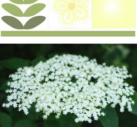 #flowerpower2015 Printable de fleur de sureau - 18 mai