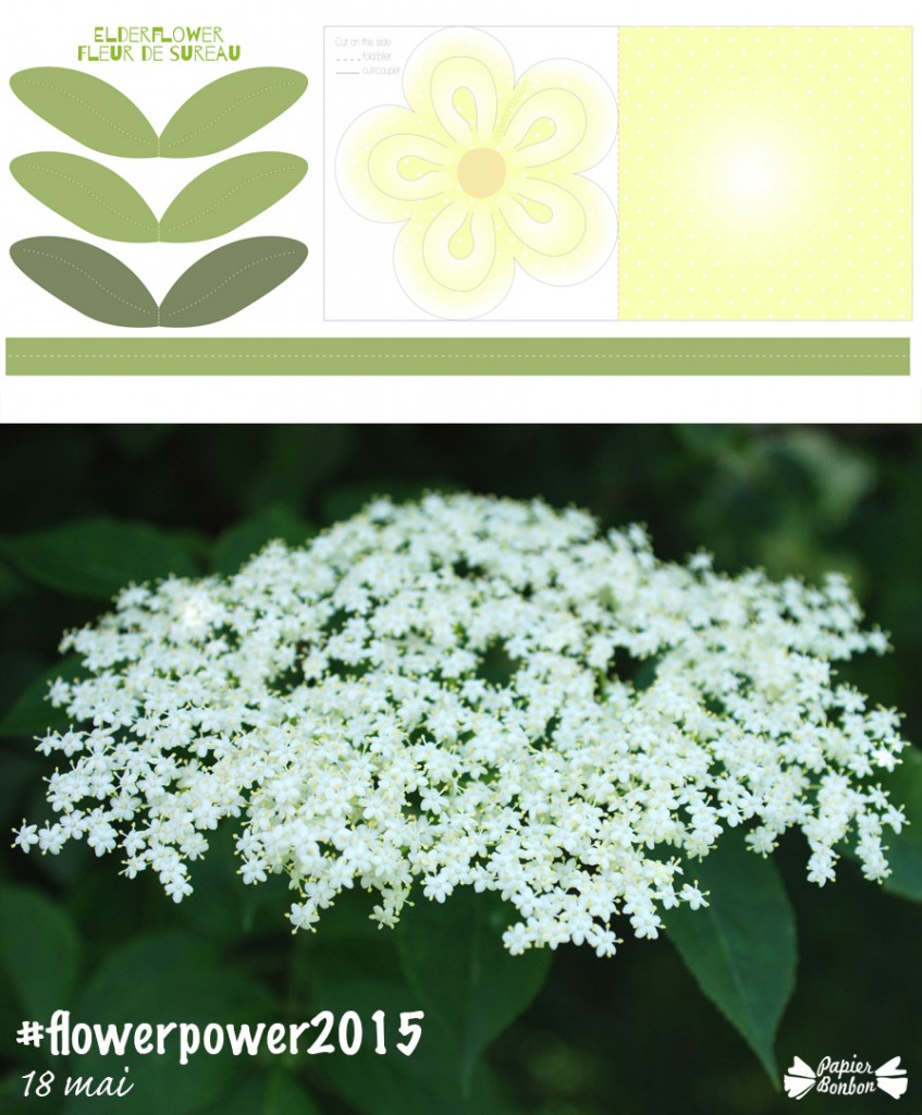 #flowerpower2015 Printable de fleur de sureau - 18 mai