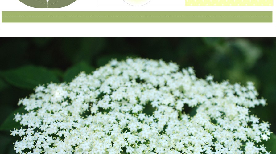 #flowerpower2015 Printable de fleur de sureau - 18 mai