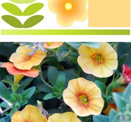 Photos & Printable de fleur : petunia