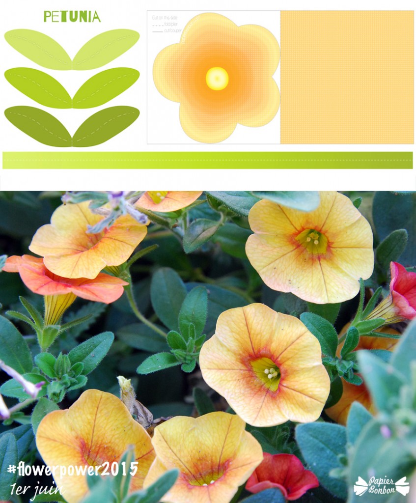 Photos & Printable de fleur : petunia