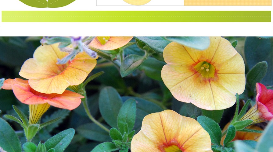 Photos & Printable de fleur : petunia