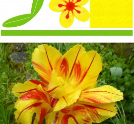 Photos & Printable de fleur : la tulipe