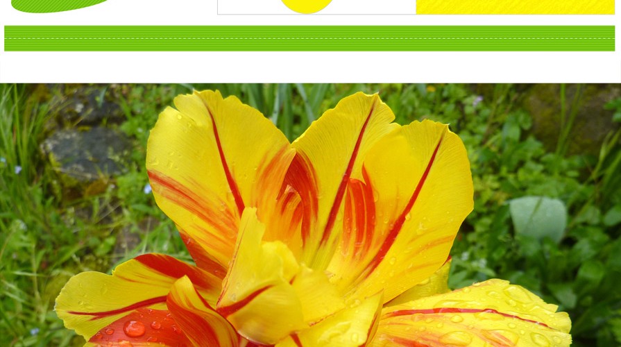 Photos & Printable de fleur : la tulipe