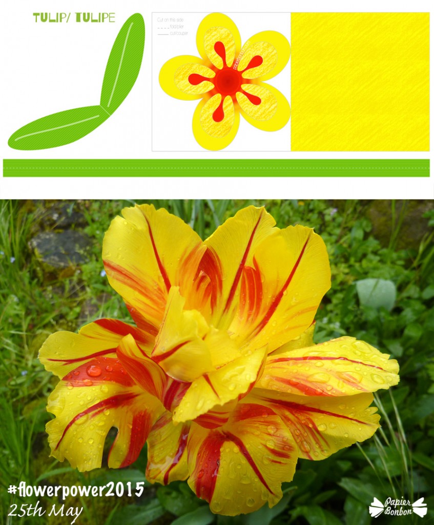 #Flowerpower2015 tulip printable 25th may