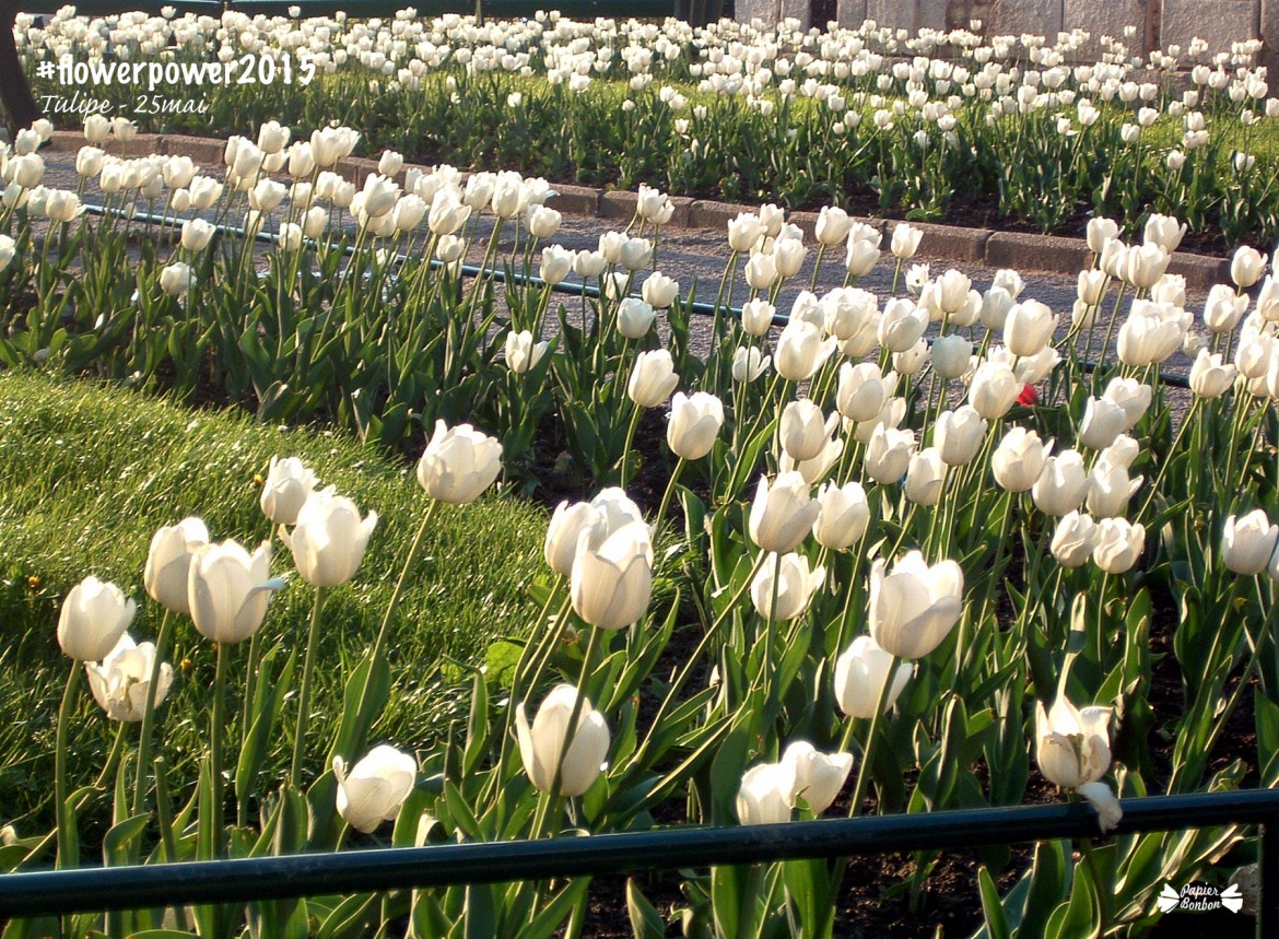 Photos & Printable de fleur : la tulipe