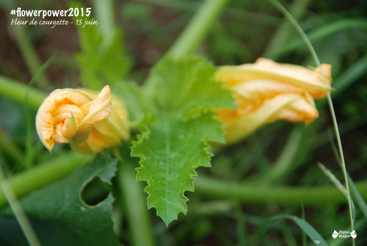 Fleur de courgette au potager