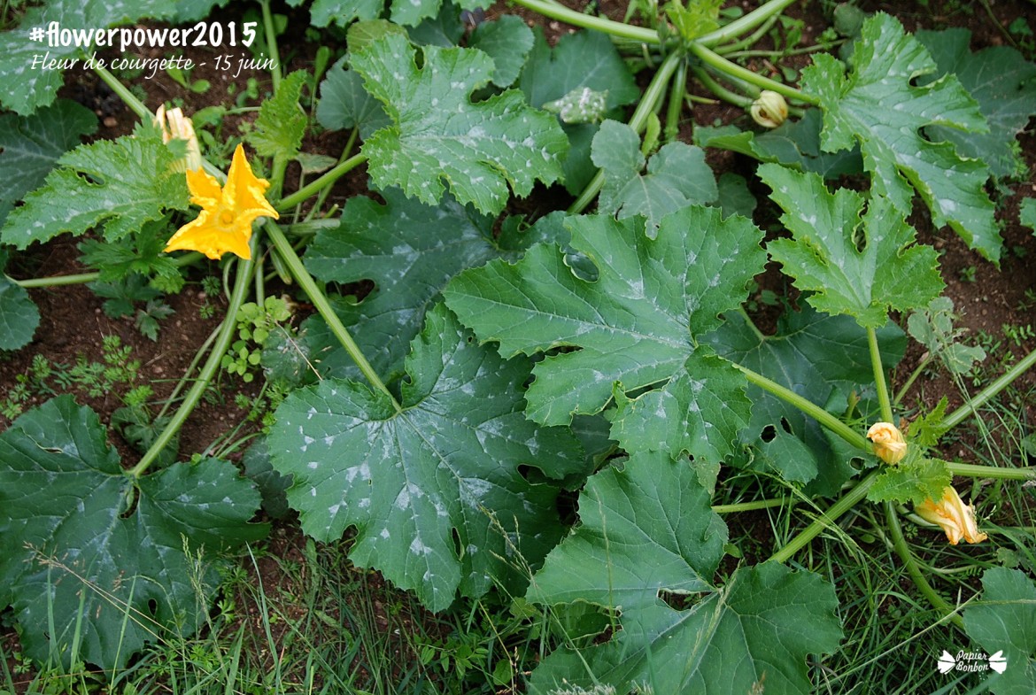 Fleur de courgette au potager