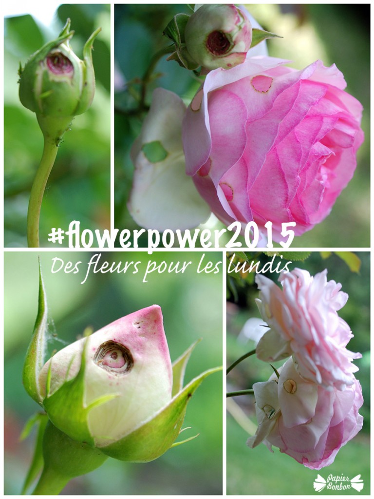 Photos & Printable de fleur : La rose