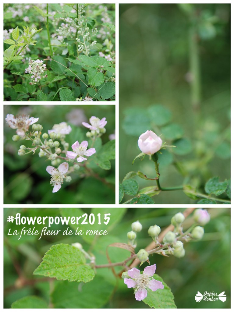 flowerpower2015 Fleurs de ronces