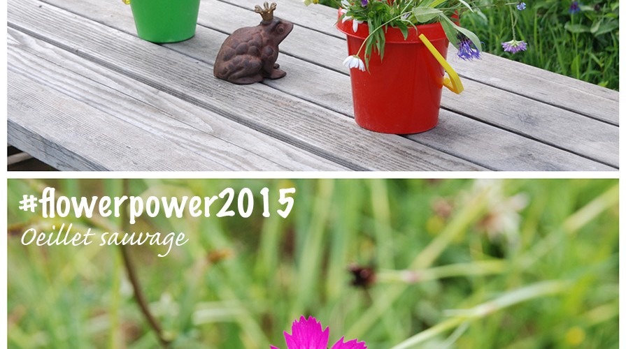 flowerpower2015 oeillet sauvage