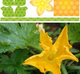 printable Fleur de courgette au potager