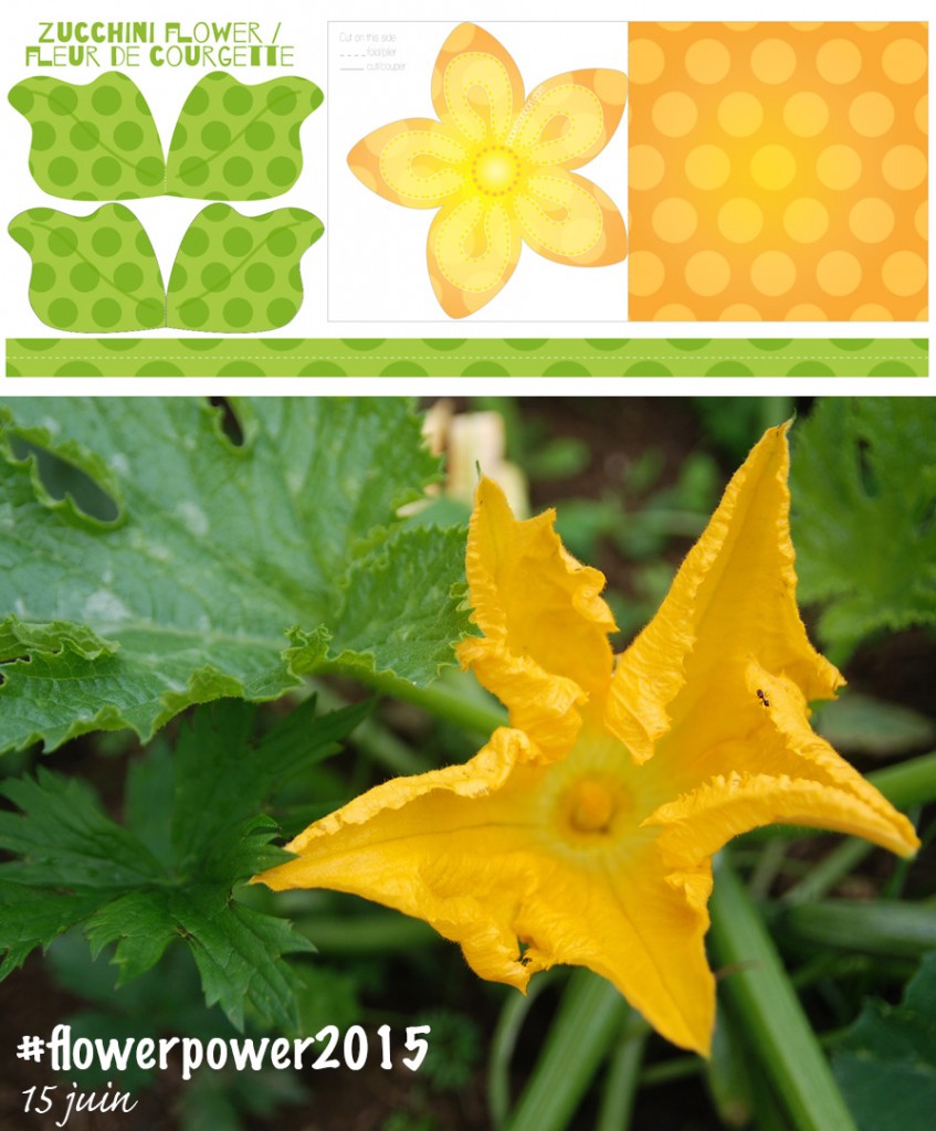 printable Fleur de courgette au potager