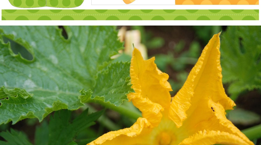 printable Fleur de courgette au potager