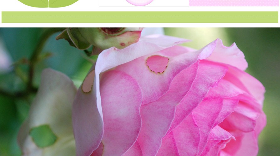 Photos & Printable de fleur : La rose