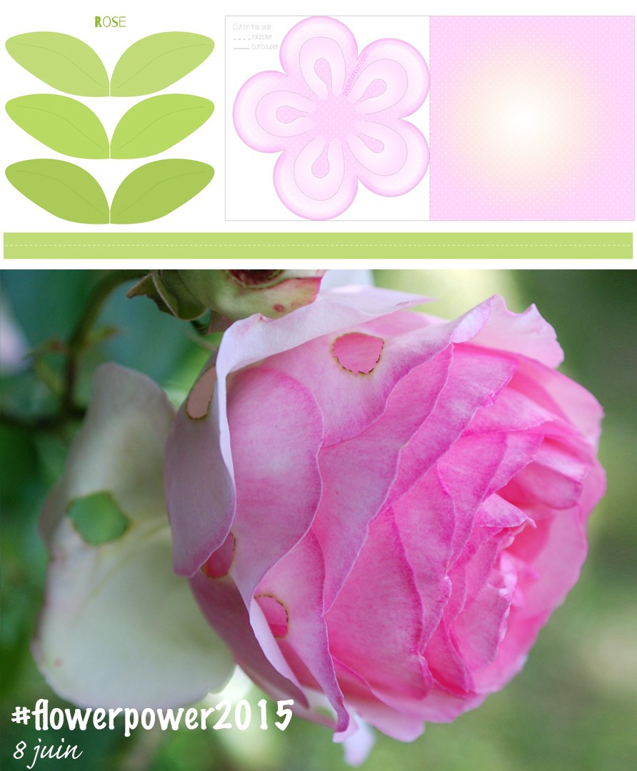 Photos & Printable de fleur : La rose