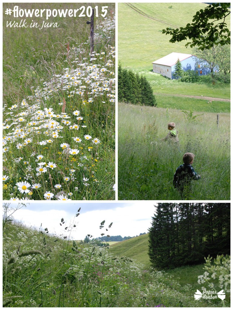 #Flowerpower2015 #8 Wild carnation - Walk in Jura