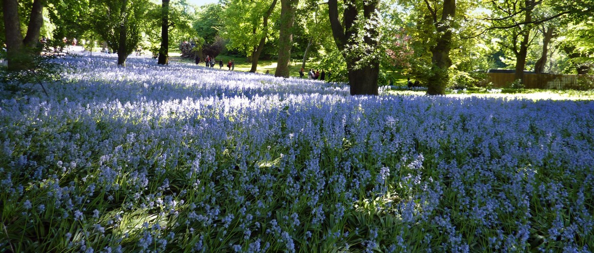 bluebells from Brooklyn