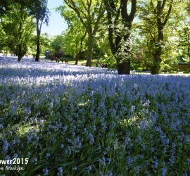 bluebells from Brooklyn