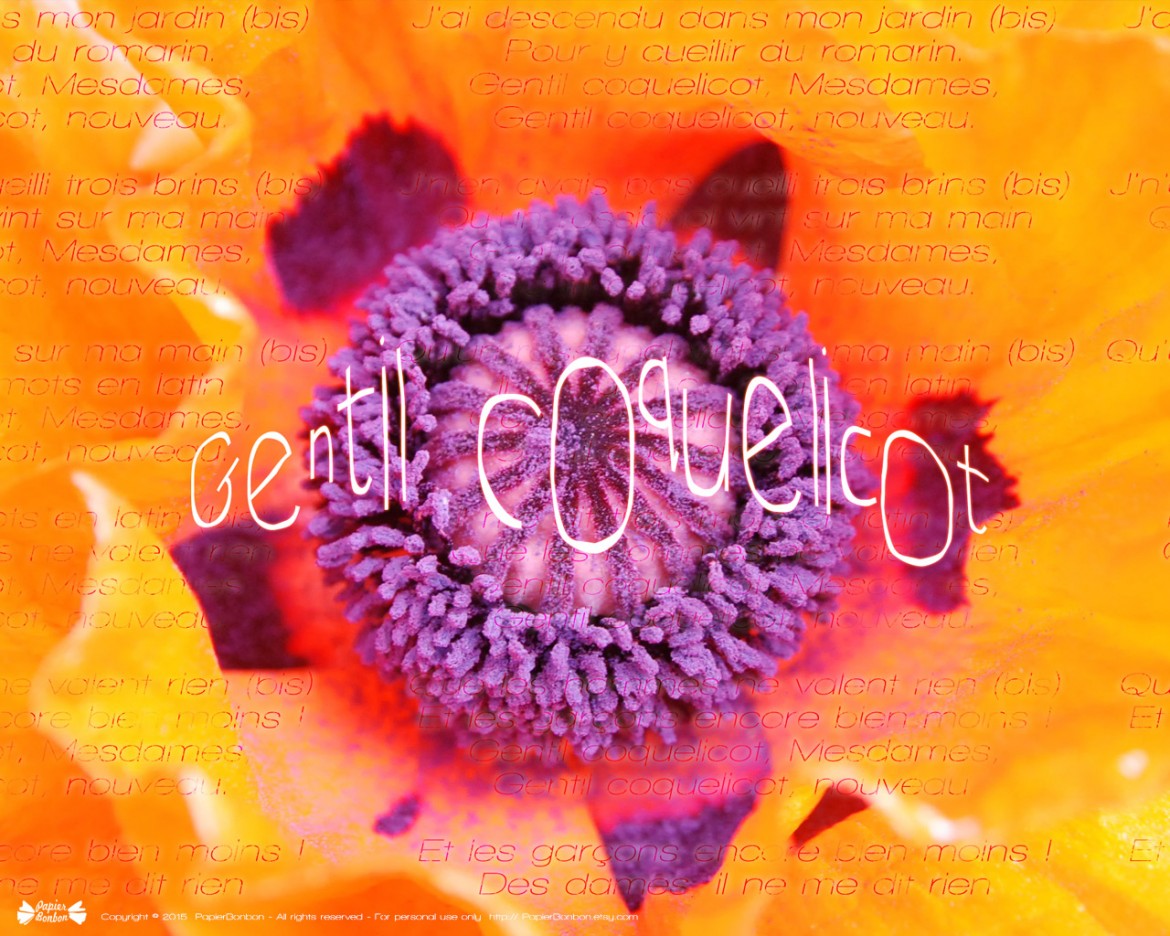 fond écran coquelicot